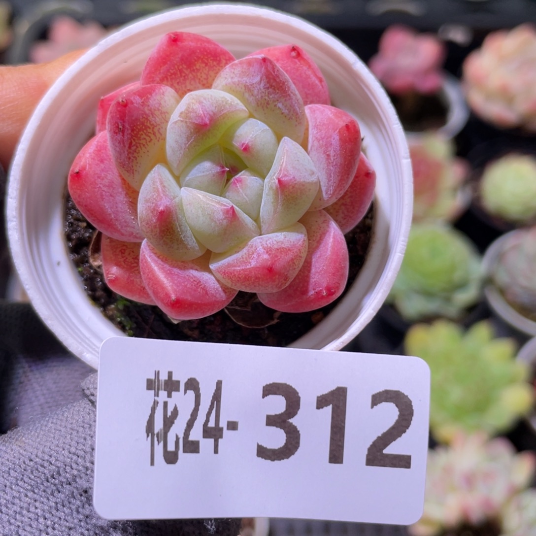 花利美24-312冰娃娃