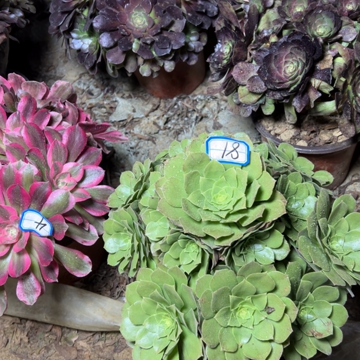 大***妈多肉植物万圣夜法师