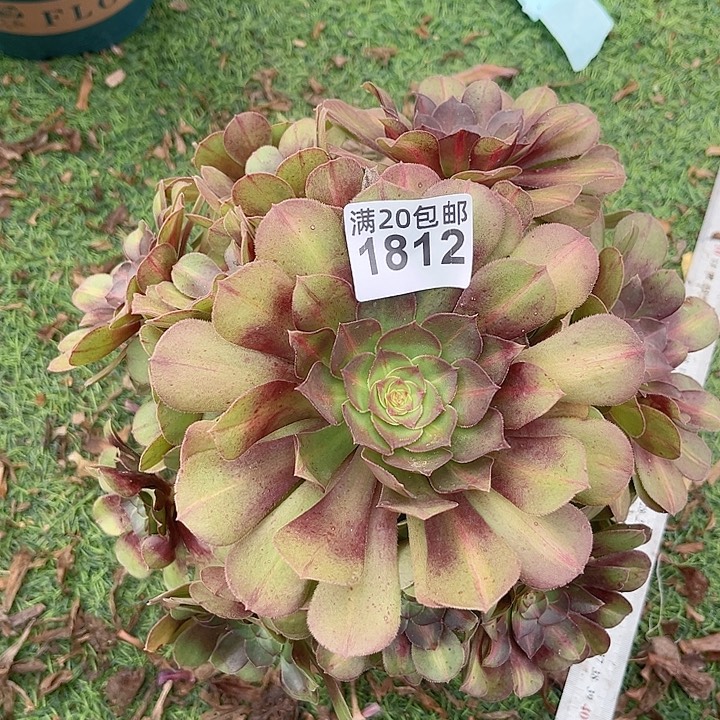 一颗圆叶中班法师1812