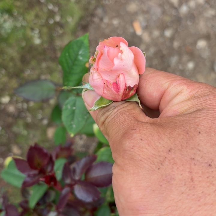 无花朵惊喜漩涡一加