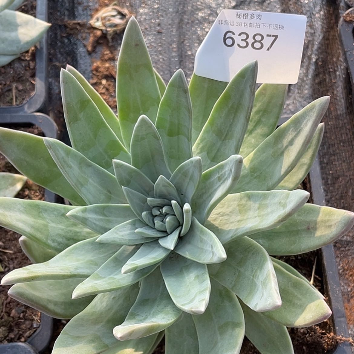 【闪购商品】苹果叶新杂交