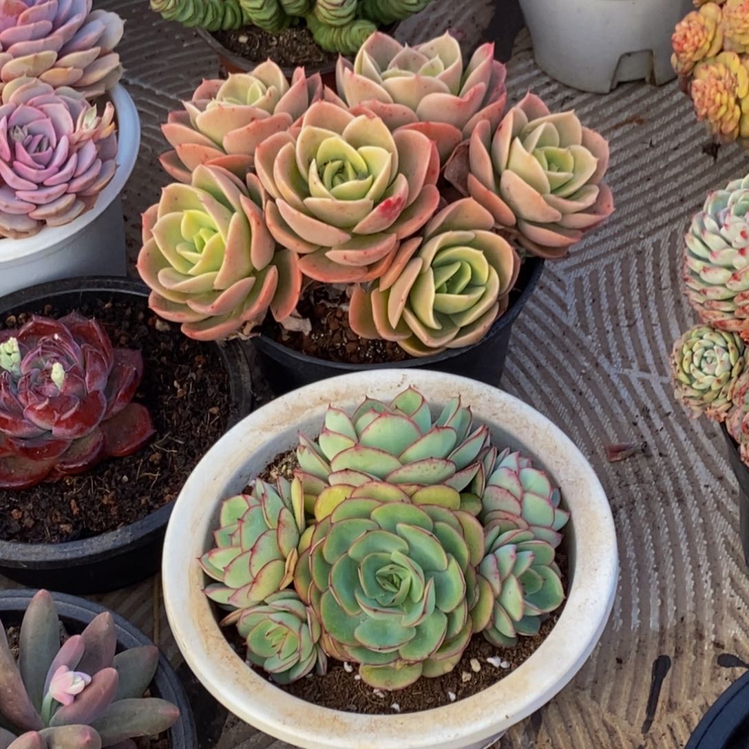 ヾ**、48包邮一物一拍多肉植物