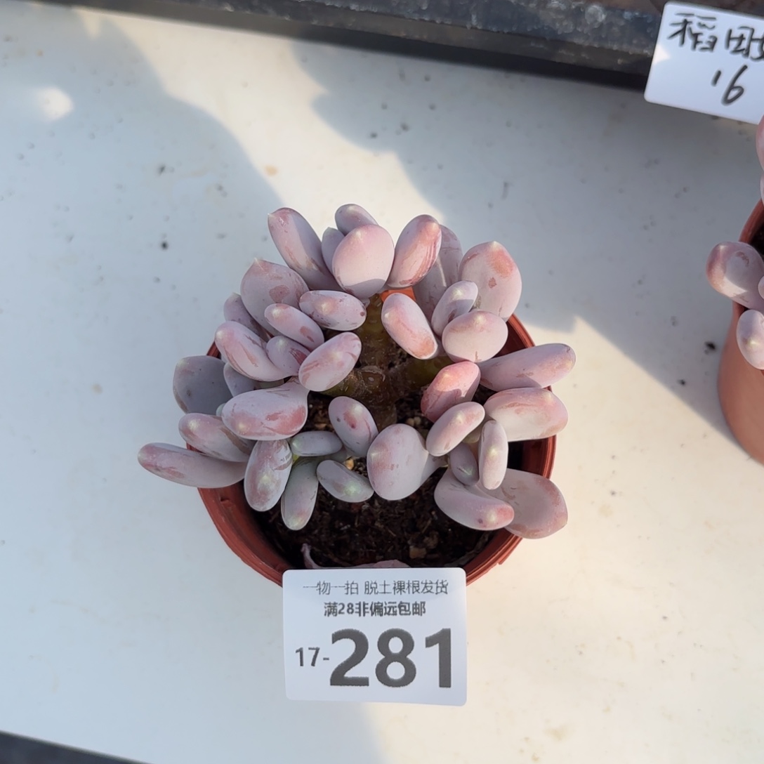 稻田姬老桩多肉多肉多肉