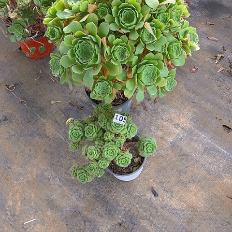 q****天丽丽法师法师法师法师105