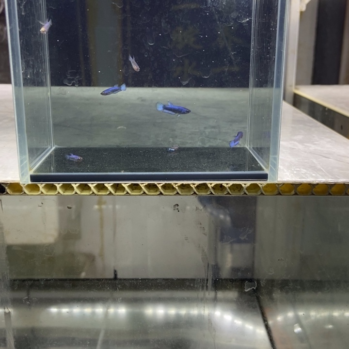 斗鱼包活不包损所见即所得226