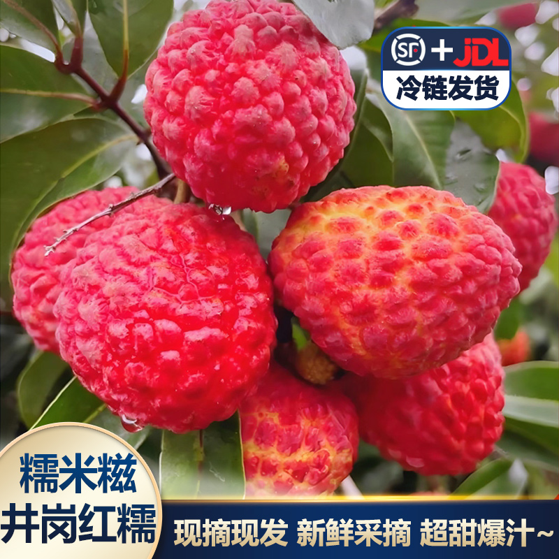 【顺丰/京东冷链】糯米糍高端品种井岗红糯现摘现发皮薄核小果肉厚