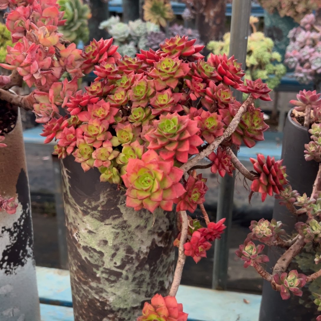 老桩蒂亚裸肉发货