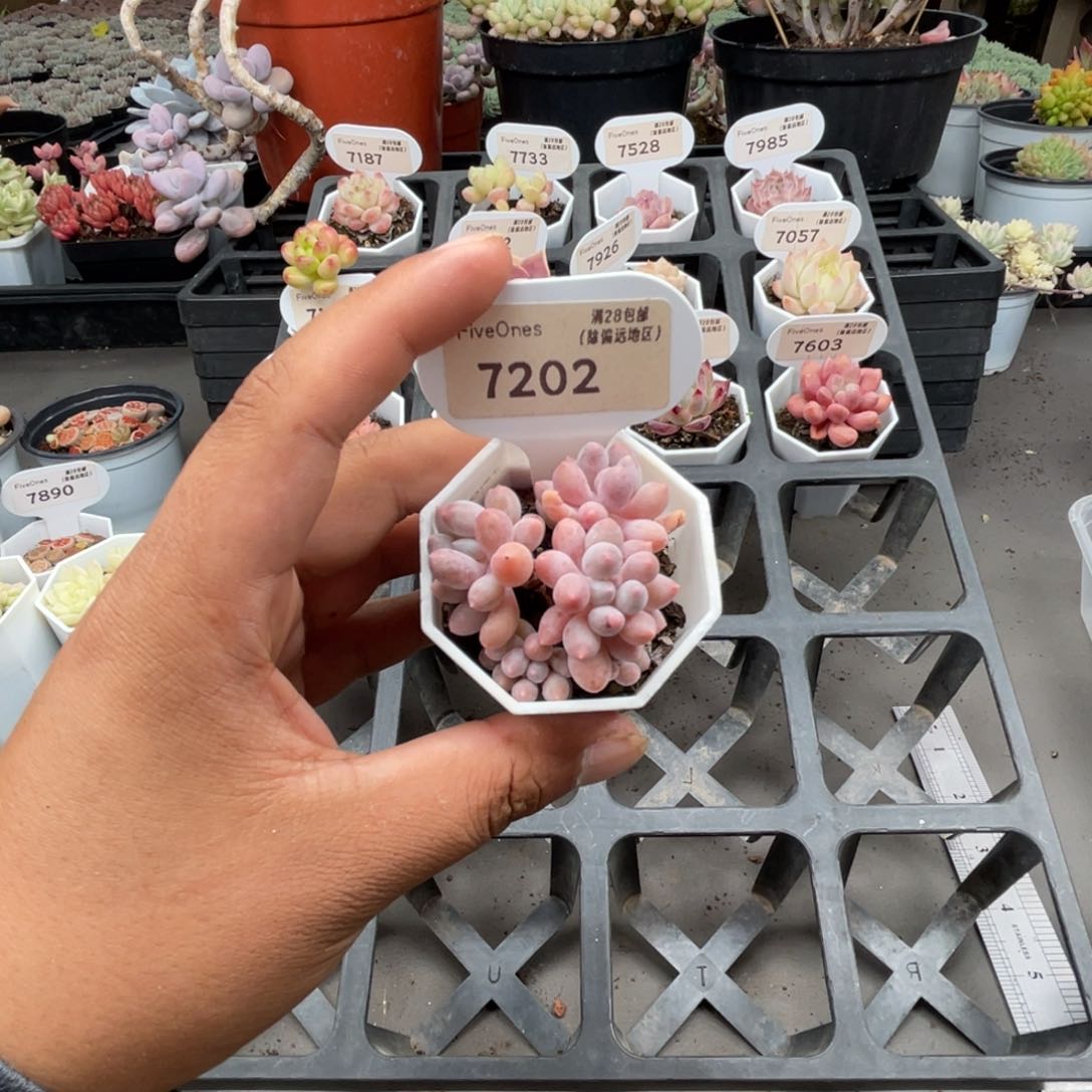 7202婴儿手指4.5厘米