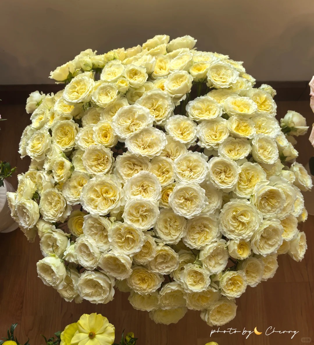 【暖暖多头玫瑰】鲜切花两单普快三单顺丰冷链送货上门云南直发