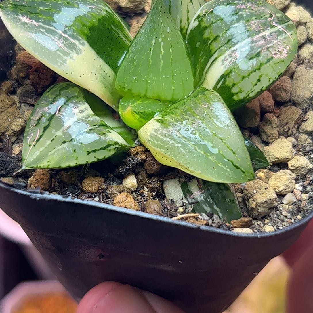 实生康平锦十二卷多肉