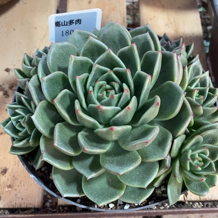 D180- 直播福利 东云捧花