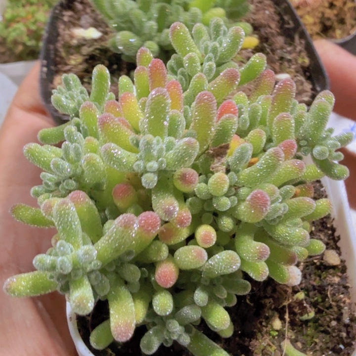 紫水晶冰晶两盆一组