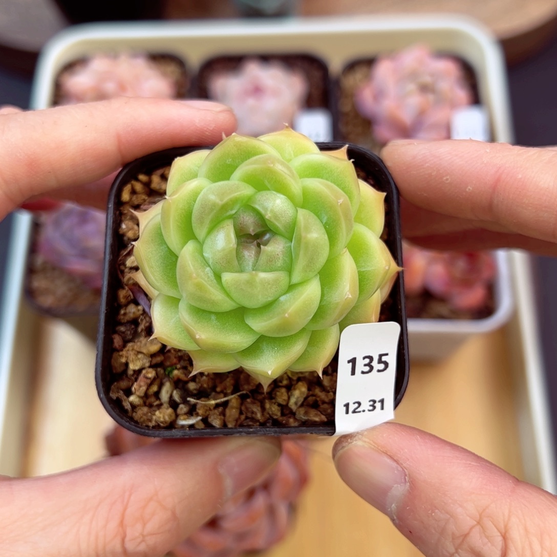 好好看135、哈哈哈哈