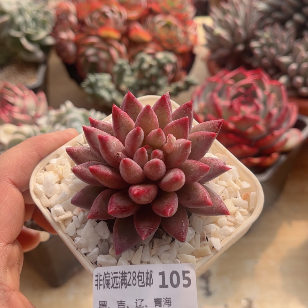 【闪购商品】105虞美人