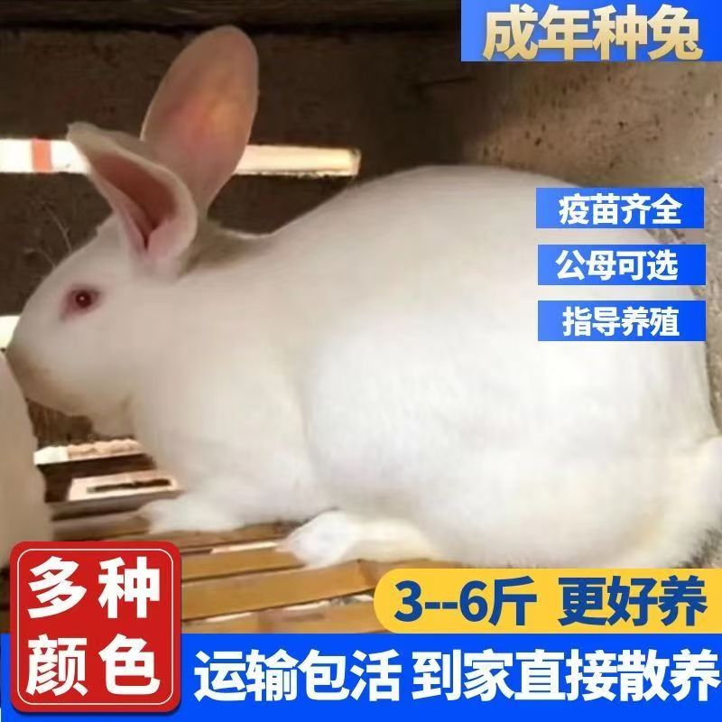 大型成年大兔子活物家养食用肉兔种兔活体比利时肉兔新西兰繁殖兔
