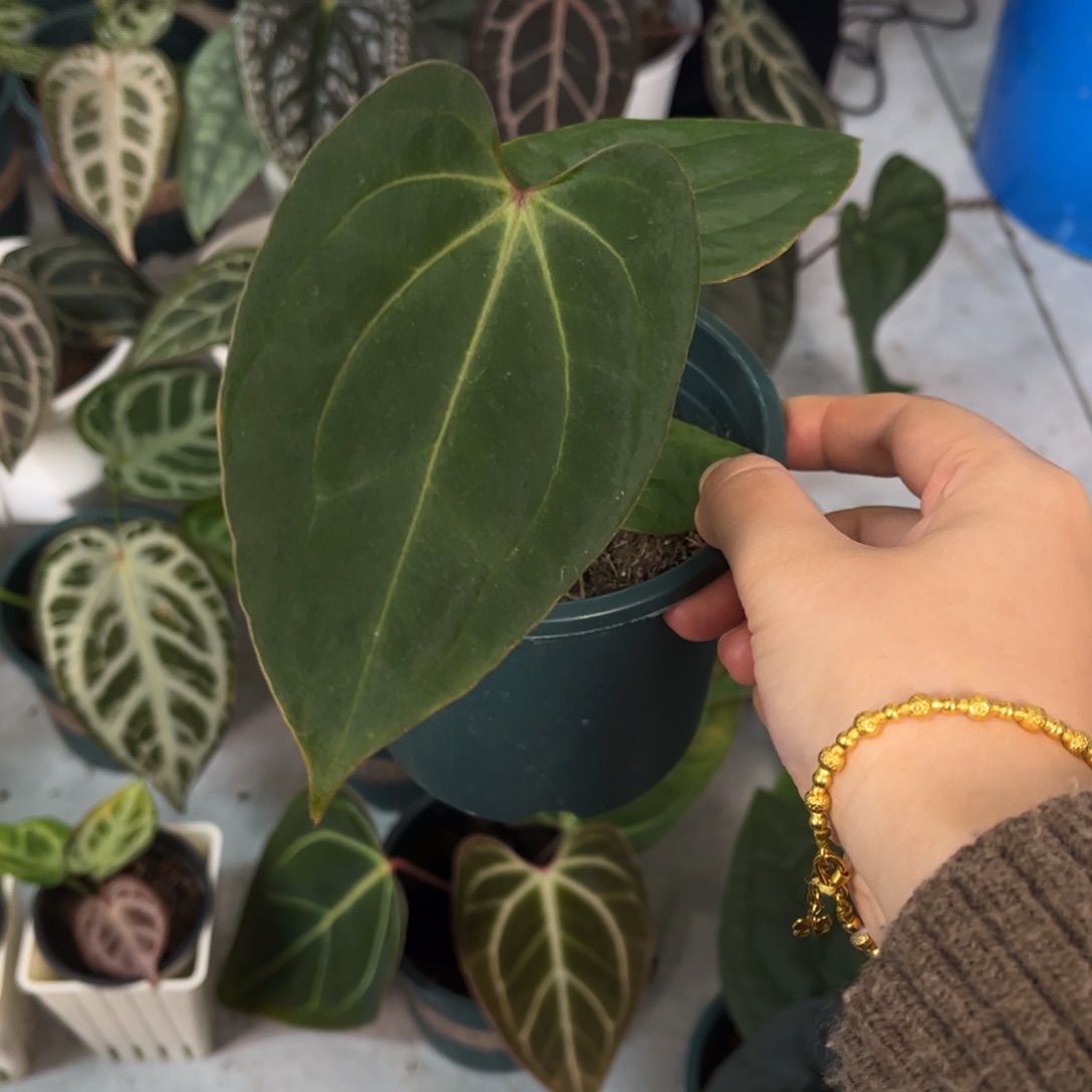 无花朵007 贝斯杂kos