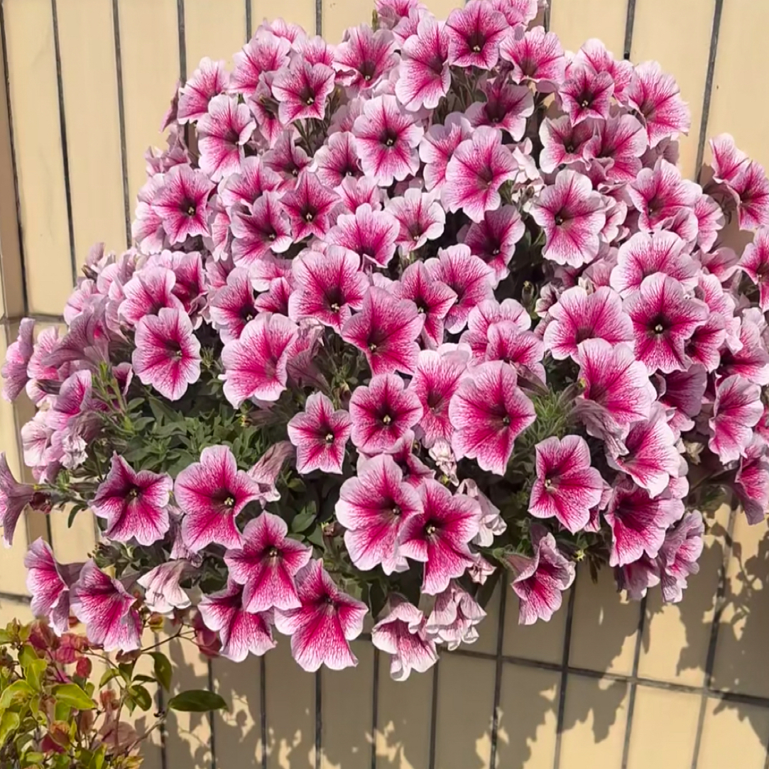 矮牵牛易爆花盆栽庭院阳台爆花机器