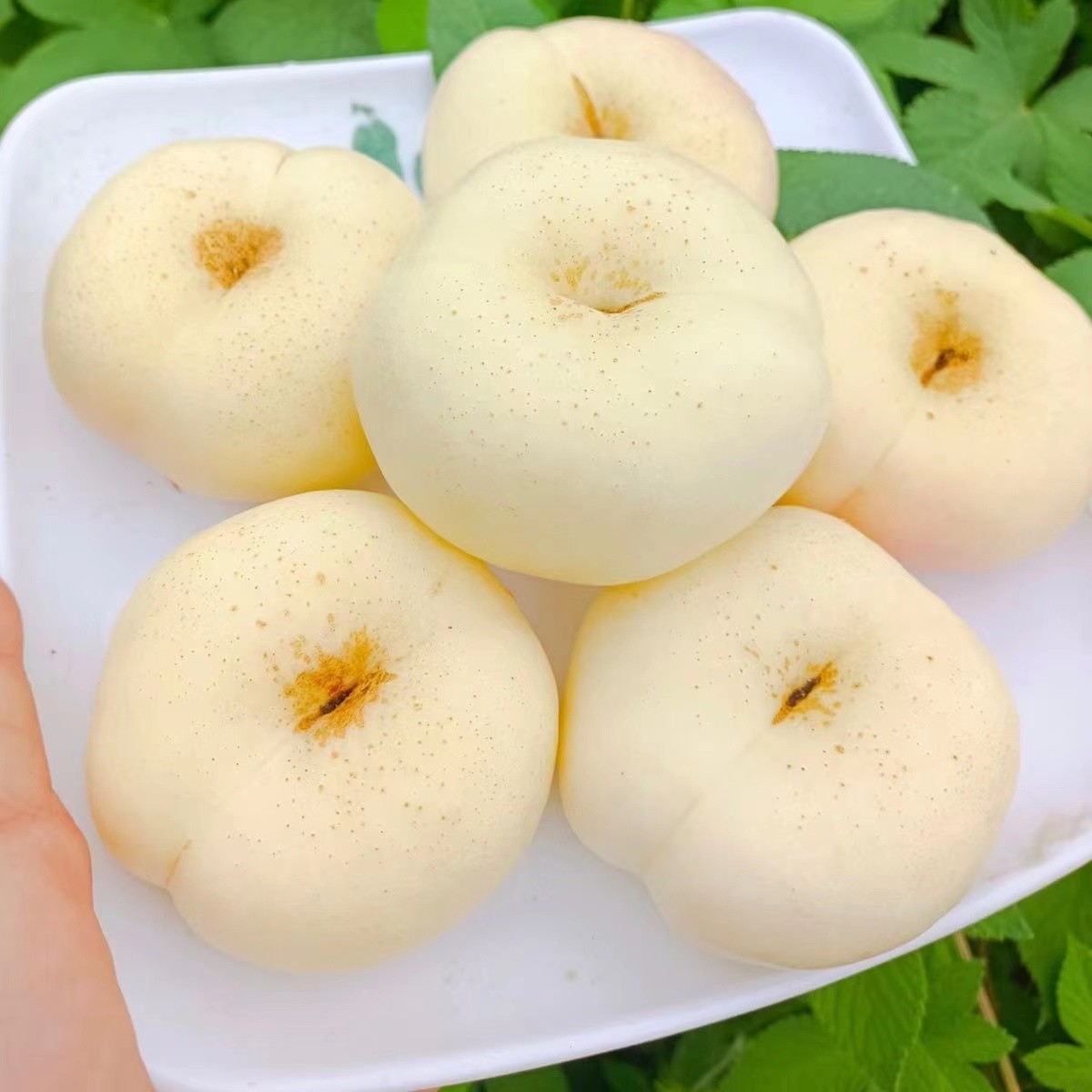 【树品源】山西 高次果奶油蟠桃 香甜多汁脆软两吃 新鲜采摘