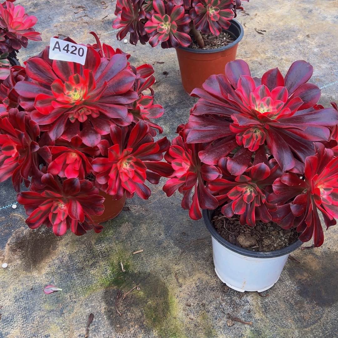 用****无花朵美杜莎法师420