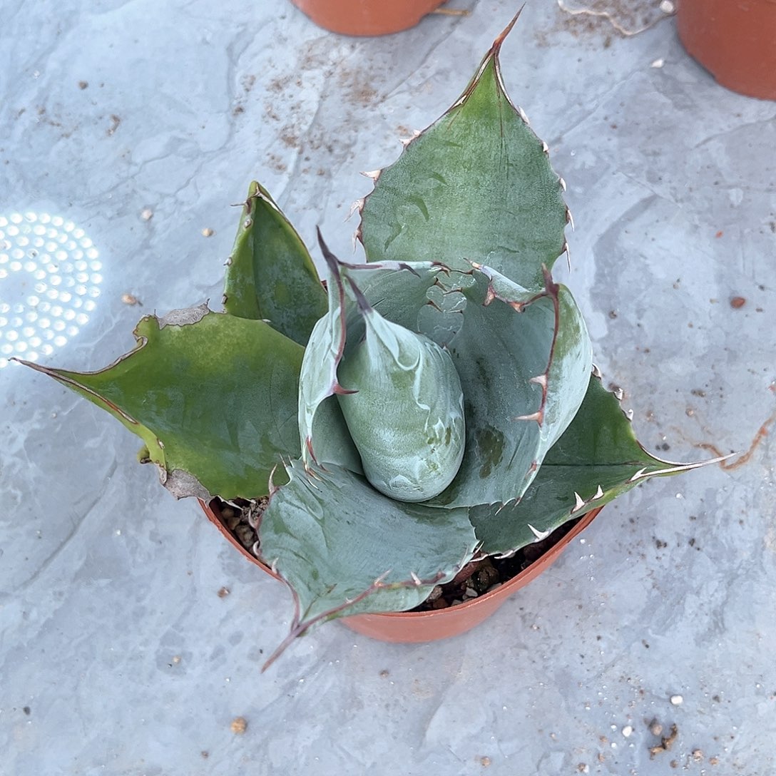 X*勋赖光20米出出出