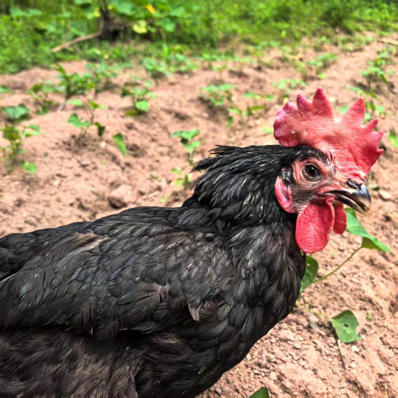 土鸡专场2年以上【农家散养土鸡】