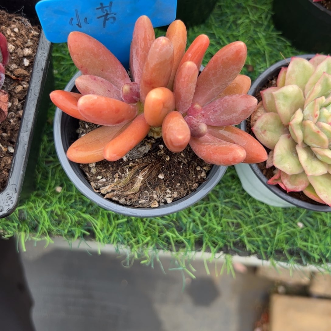 双头糖果美人多肉