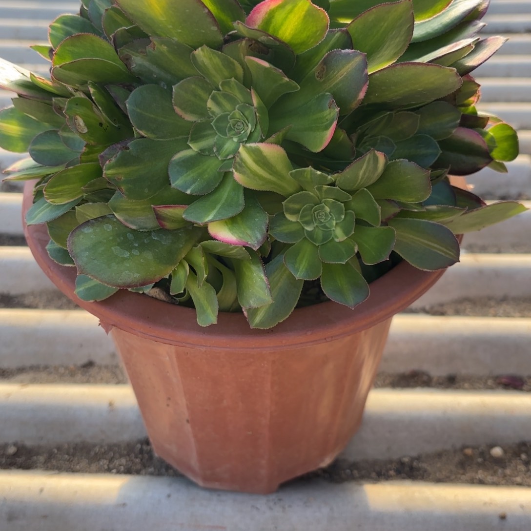 花好月又圆绍修七彩28