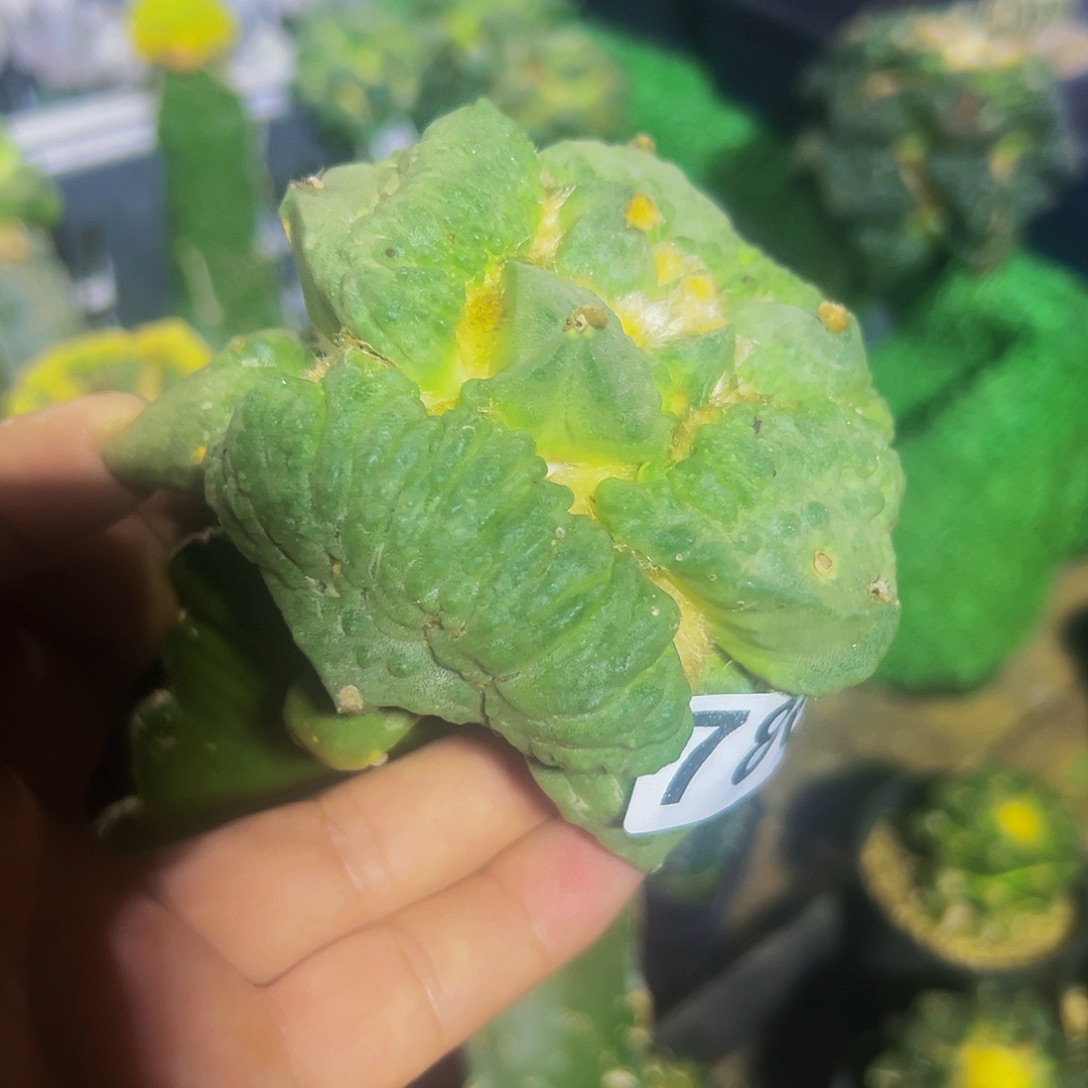 无花朵福利大怒涛牡丹780