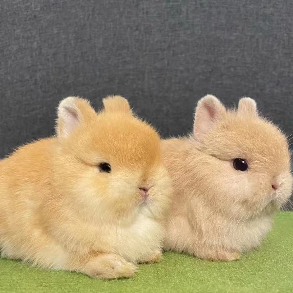 侏儒兔纯种兔子活体好养，适合宠物室内喂养