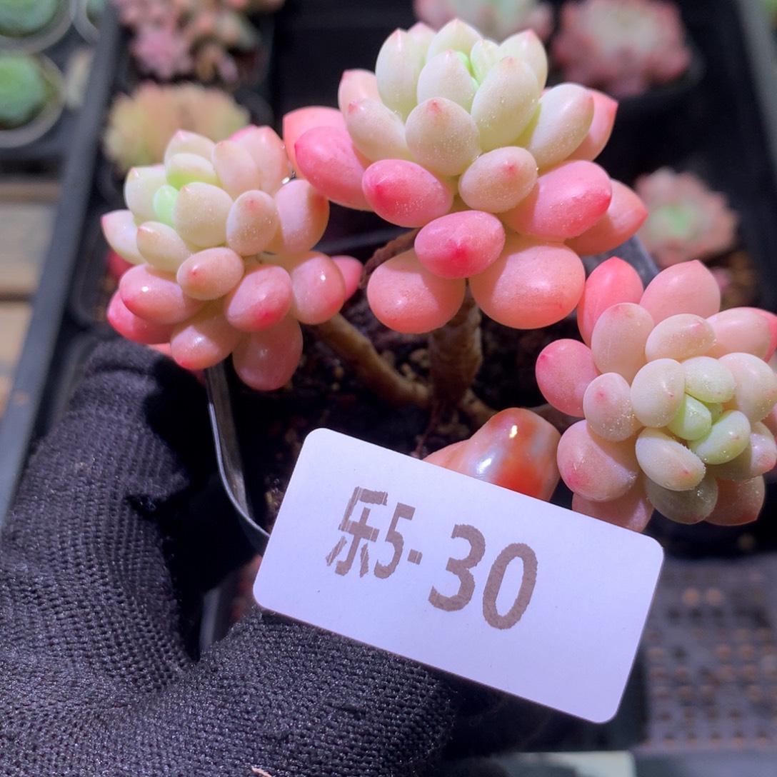 乐然 5-30 洛可可 