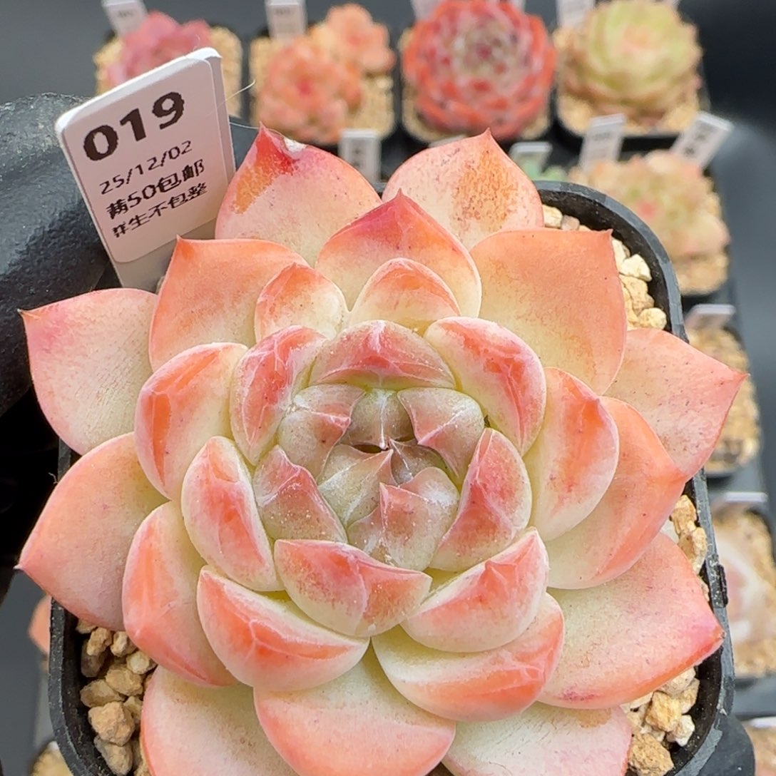 019   孤品   5厘米盆