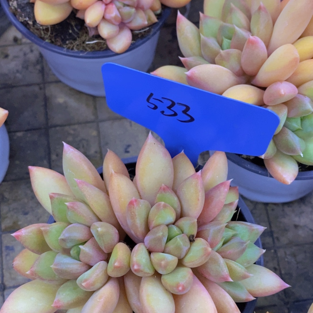 粉丝回馈专场，停播场