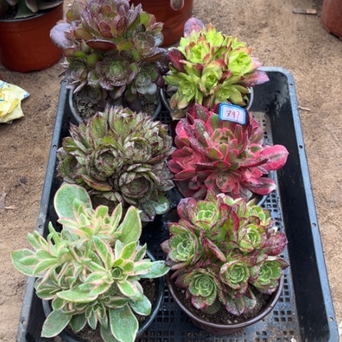 897多肉植物组合