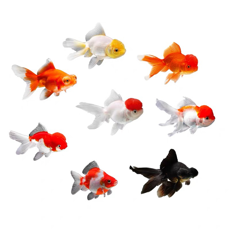 【大金鱼】15只 鱼塘直发 冷链包邮 观赏鱼 好养耐活 品种混搭6-8