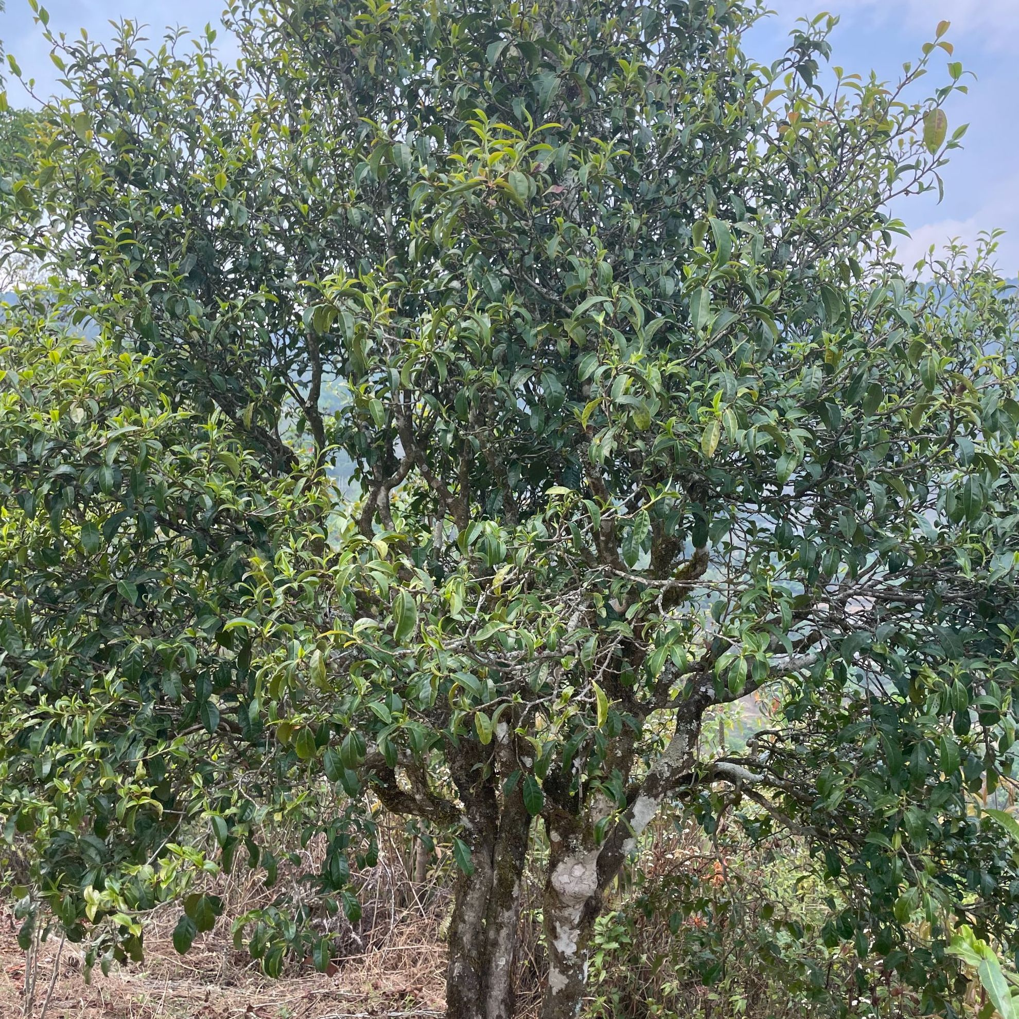 两百年古树纯料细叶夏茶60克