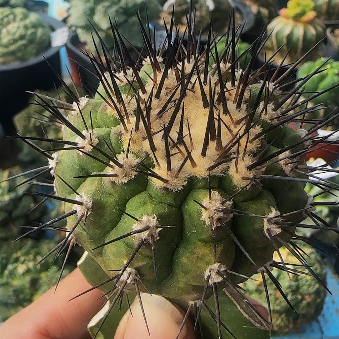 鬼神龙356仙人球