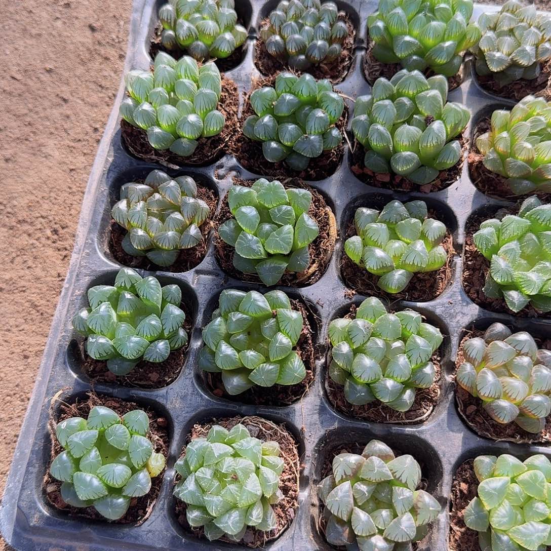 50孔玉露10颗带血盘量拍