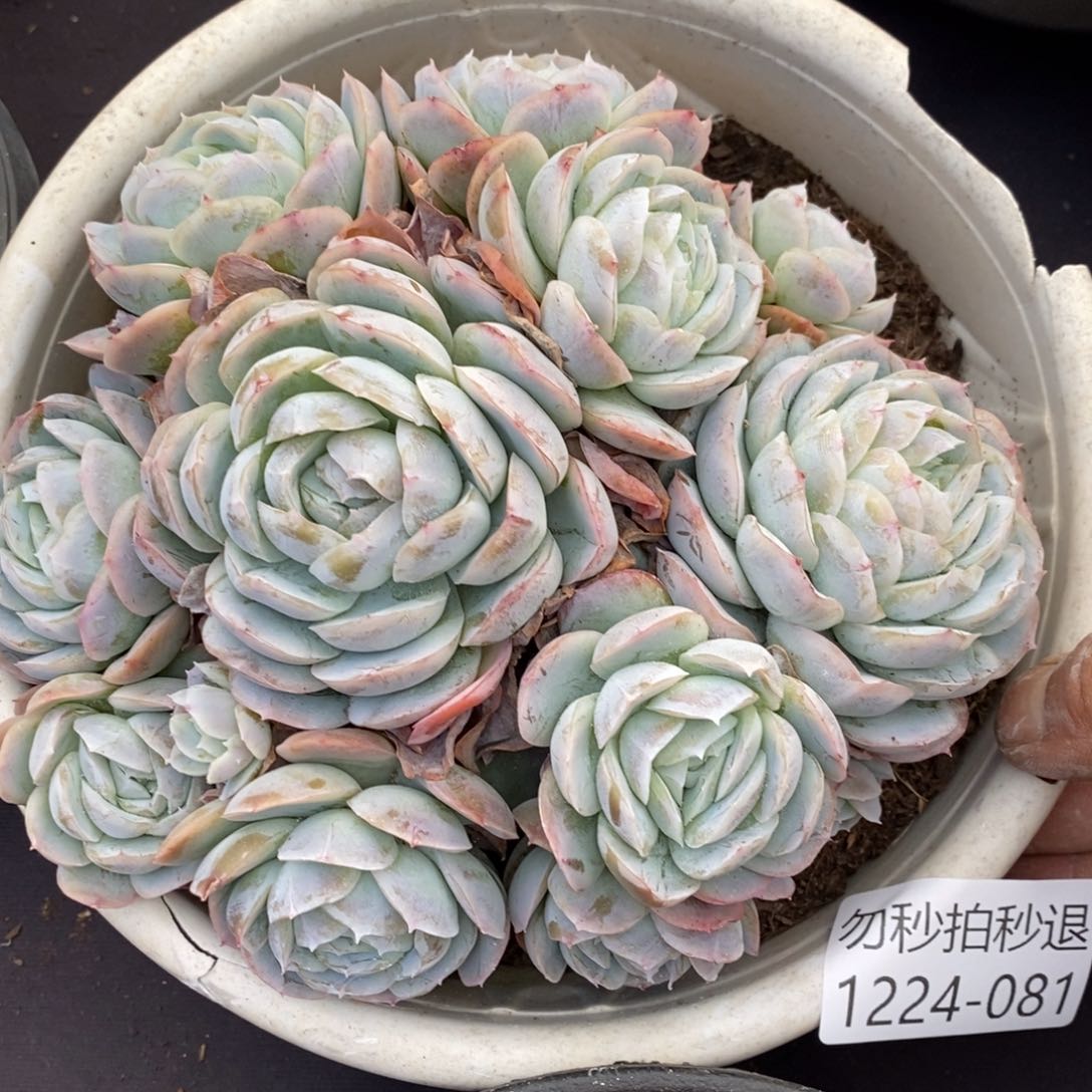 两单包邮1224-81西娜