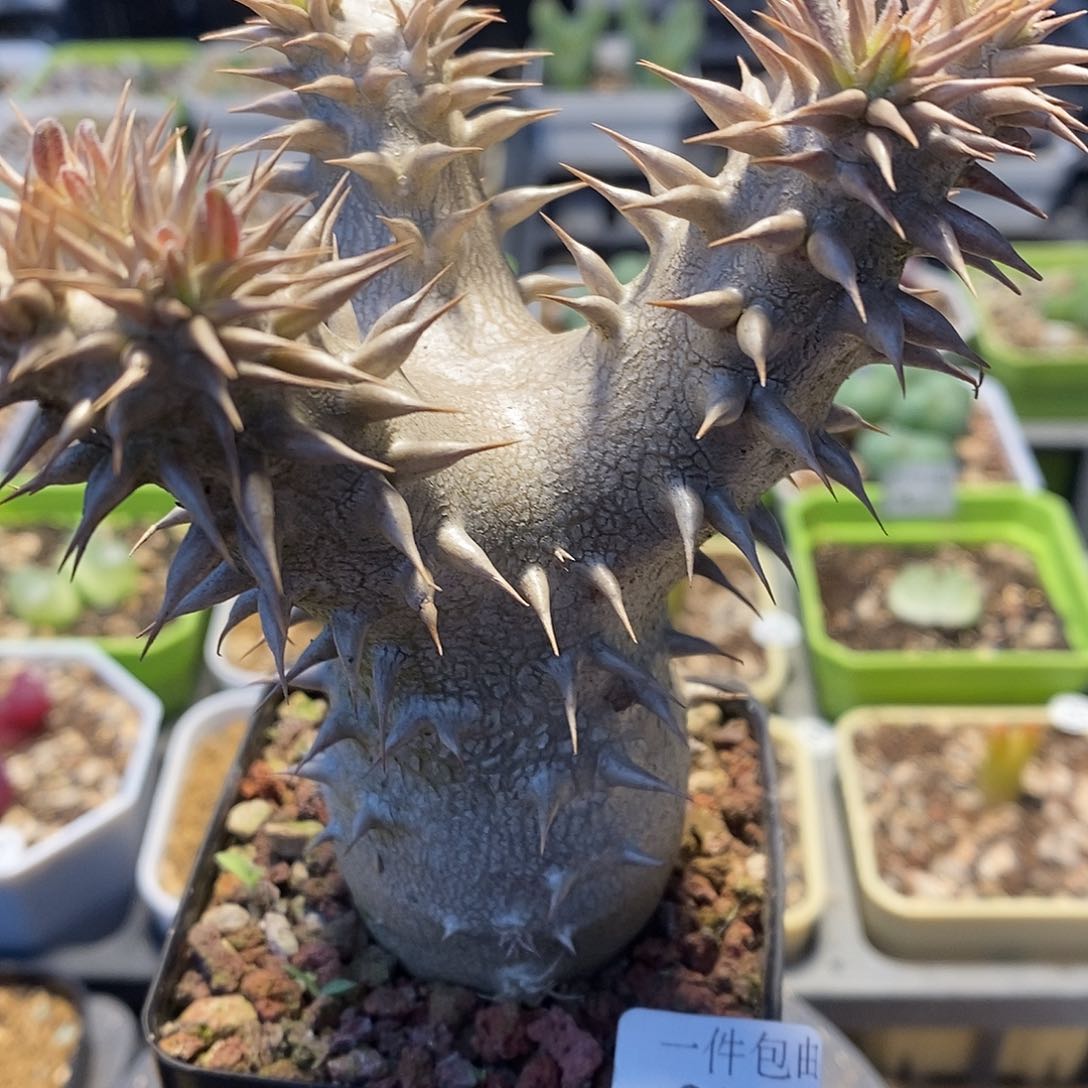 西巴女王高11厘米21号