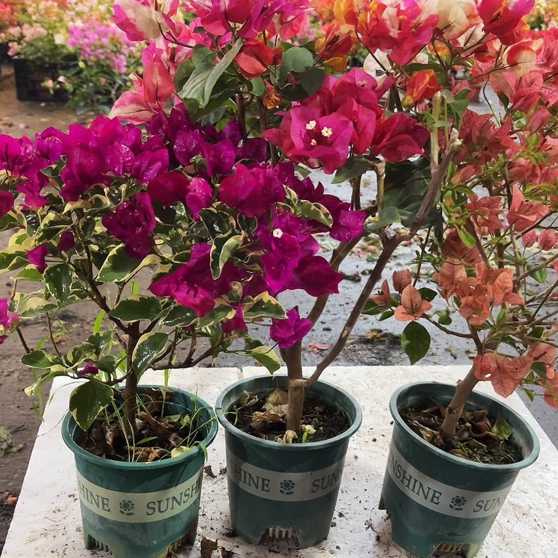 大部分花苞少量开放金边蓝月亮，哪吒，酒红