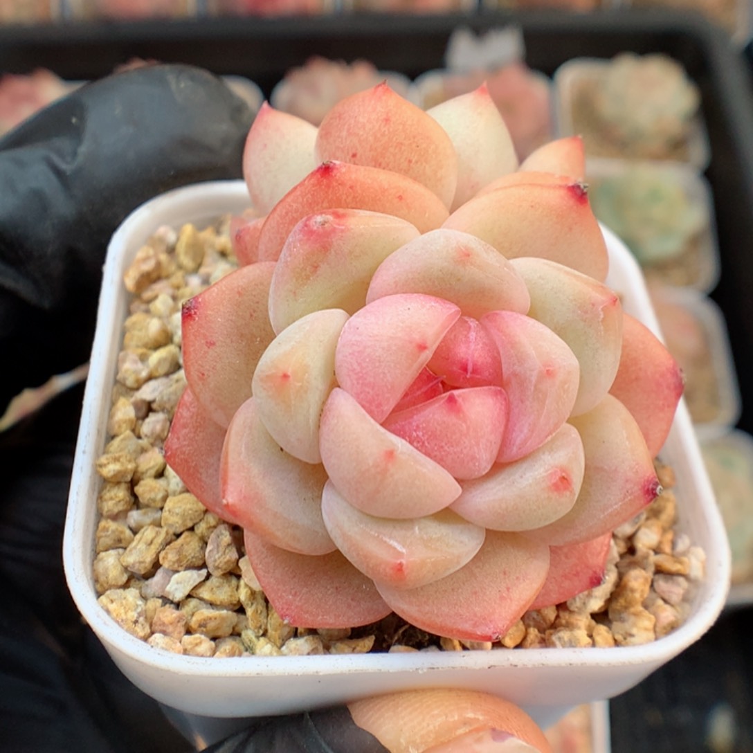 多肉植物。 糖心1