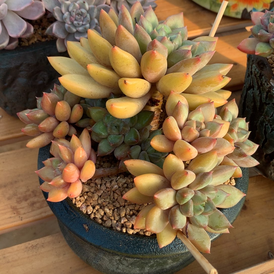 牙啊啊啊啊啊啊啊啊啊