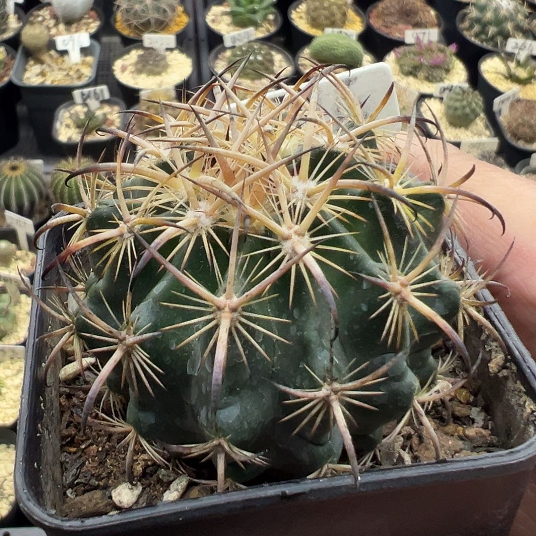 076虎爪玉实生仙人球