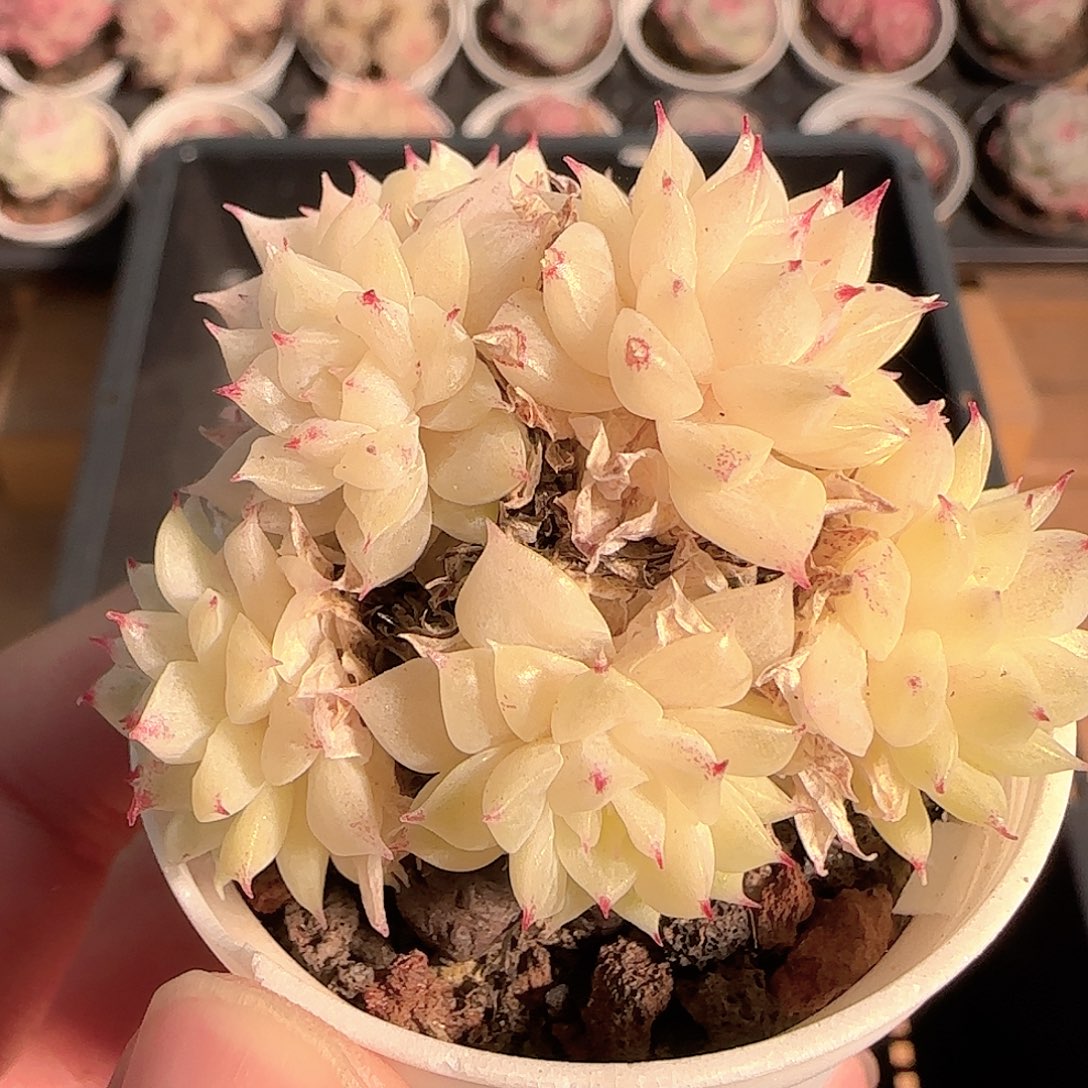 多肉1206-61优选麦秆群