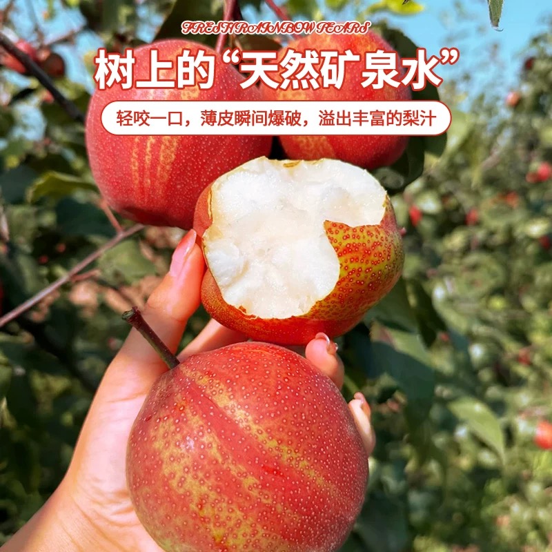 新鲜彩虹梨酸甜多汁梨子当季红皮梨香脆甜薄皮早酥梨蜜梨·多仓发