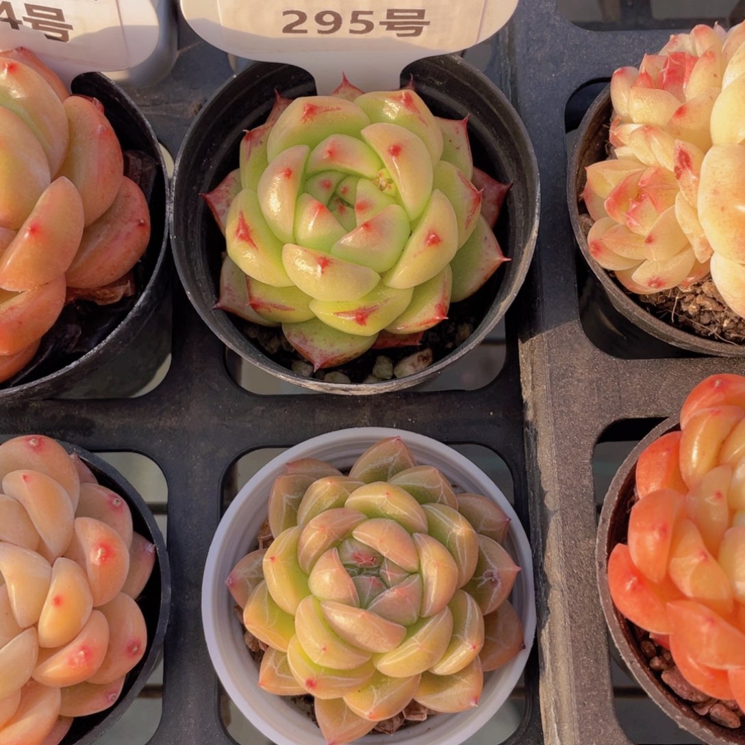 295号 福利珍妮两个