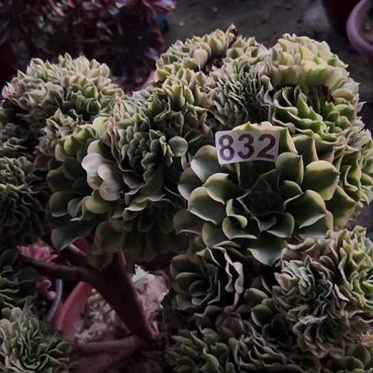 渡***河多肉植物一个绿豆沙