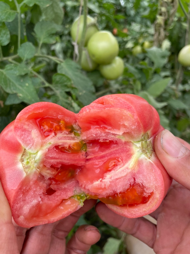 永年沙瓤西红柿。自然生长成熟。特别好吃。