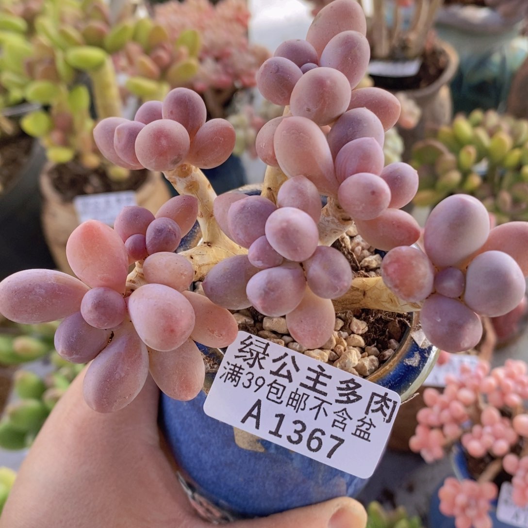 香水手指奶老桩9cm1367多肉植物