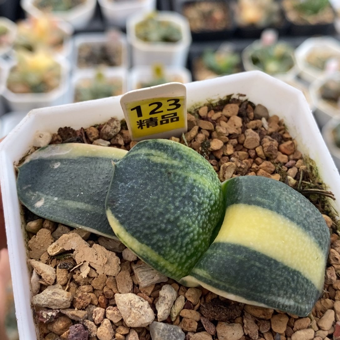 不开花植物123珍珠蜗牛